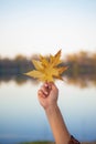 Maple leaf of a girl in a hand on a background of yellow foliage