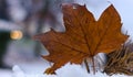 Maple Leaf Royalty Free Stock Photo