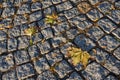 Maple leaf on the granite cube pavement Royalty Free Stock Photo