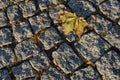 Maple leaf on the granite cube pavement Royalty Free Stock Photo