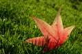 Maple leaf in grass Royalty Free Stock Photo