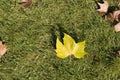 Maple leaf on grass, close-up