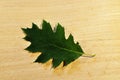 Maple Leaf. Green maple leaf, close-up, on a light background. Royalty Free Stock Photo