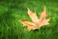 Maple leaf on green grass Royalty Free Stock Photo