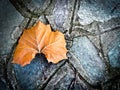 A maple leaf on the ground Royalty Free Stock Photo