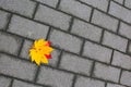 Maple leaf on the ground Royalty Free Stock Photo