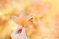 Maple leaf in hand. Blur bokeh background. Autumn leaf fall. Brightly colored autumn leaves with dusting of frost.