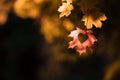 Maple leaf hanging from a tree with a heart, autumn vibe, colorful september