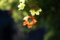 Maple leaf hanging from a tree with a heart, autumn vibe, colorful september