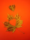 Maple leaf and heart Royalty Free Stock Photo