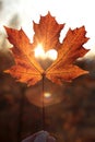 Love symbol: heart cutout on a maple leaf at sunset