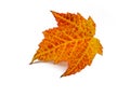 Maple leaf insulated template background