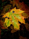 Maple leaf with intense autumn colors