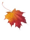 Maple leaf isolated Royalty Free Stock Photo