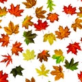 Maple leaf isolated. Autumn yellow red, orange leaf isolated on white. Colorful maple foliage. Season leaves fall on seamless Royalty Free Stock Photo