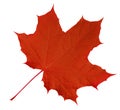 Maple Leaf isolated - Red Royalty Free Stock Photo