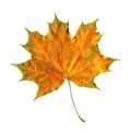 Maple leaf isolated on white. Royalty Free Stock Photo