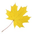 Maple leaf isolated on white Royalty Free Stock Photo
