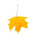 Maple leaf isolated on white Background Royalty Free Stock Photo