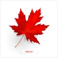 Maple leaf isolated on white background. Bright red autumn realistic leaf. Vector illustration eps 10 Royalty Free Stock Photo