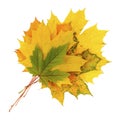 Maple leaf isolated on white Royalty Free Stock Photo