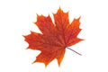 maple leaf isolated on white. orange, red autumn leaves. Top view. High resolution photo. Macro image of herbarium Royalty Free Stock Photo