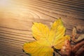 Maple leaf, koelreuteria paniculata leaves, acer seeds on wooden