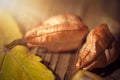 Maple leaf, koelreuteria paniculata leaves, and acorn on wooden