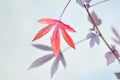 maple leaf, maple leaves or green leaf or Acer saccharum Marsh or red leaves