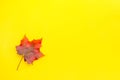 Maple leaf lies on a solid yellow surface. Autumn minimal background Royalty Free Stock Photo
