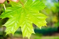 Maple leaf in macro on a blurred background