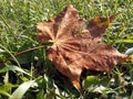 Maple leaf with morning dew drops lying on the grass in the early autumn morning, close-up, top view Royalty Free Stock Photo