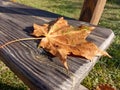 Maple leaf with morning dew drops on a wooden Park bench in the early autumn morning, close-up, top view Royalty Free Stock Photo