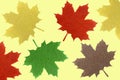 Maple leaf, Royalty Free Stock Photo