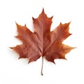 Maple leaf, natural brown tree leaf