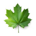 Maple leaf, natural green tree leaf