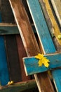 Single yellow maple leaf on old blue wooden board. fall season Royalty Free Stock Photo