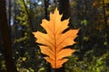 Maple leaf Royalty Free Stock Photo