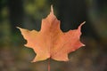 Maple Leaf