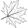 Maple Leaf. Outline Illustration Of Maple Leaf