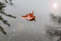 Maple leaf in a puddle on a gray autumn rainy day, side view - concept of the arrival of cold autumn days Royalty Free Stock Photo