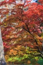 Maple leaf red autumn sunset tree blurred background Royalty Free Stock Photo