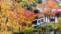 Maple leaf red autumn sunset tree blurred background Royalty Free Stock Photo