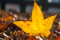 Maple leaf red autumn sunset tree blurred background Royalty Free Stock Photo