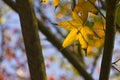 Maple leaf red autumn sunset tree blurred background Royalty Free Stock Photo