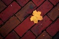 Maple Leaf on Red Bricks Royalty Free Stock Photo