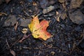 a maple leaf in red and yellow on the dark forest ground in autumn Royalty Free Stock Photo