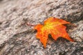 Maple leaf on a rock in autumn Royalty Free Stock Photo