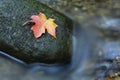 Maple Leaf on Rock in Water Royalty Free Stock Photo