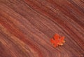 Maple leaf on sandstone